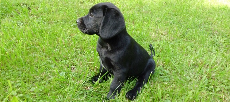 Filhote de cachorro da raça labrador, da cor preta, sentado em um gramado e olhado para o lado esquerdo