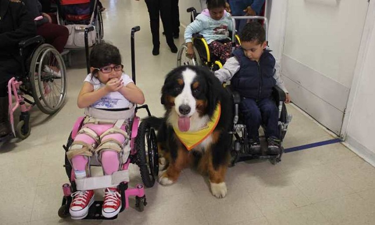 Em um corredor fechado, três crianças em cadeiras de rodas fazem carinho em um cachorro de porte médio