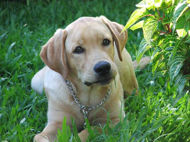 Foto de um filhote de cachorro da raça labrador, sentado na grama, entre folhagens, com olhar atento.