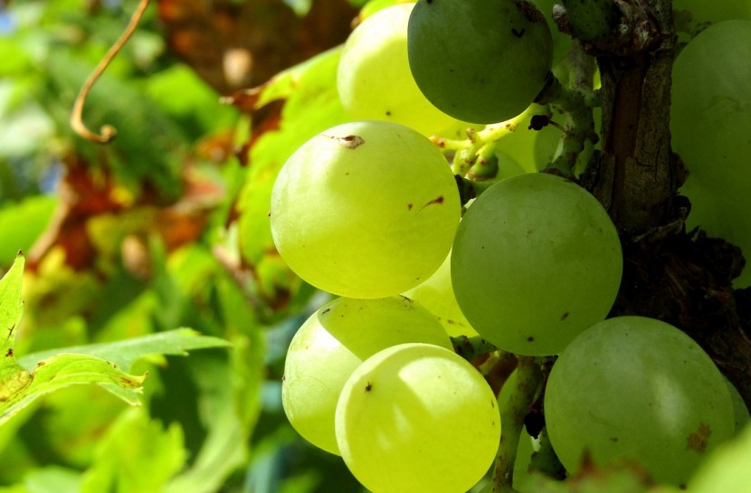 Foto de um cacho de uvas verdes em primeiro plano. em uma área verde, externa.