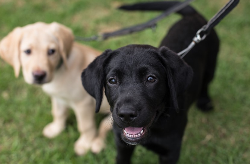 Foto de dois cães da raça labrador em um gramado