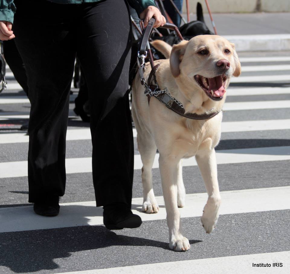 Cão-guia da raça labrador, de pelos claros, guiando sua tutora cega para atravessar a rua.