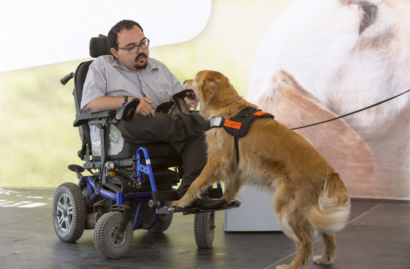 Foto de um homem em uma cadeira de rodas azul com um cão de assistência da raça golden retriver.